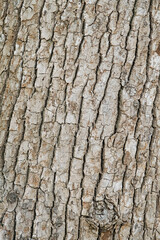 natural background tree bark texture