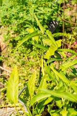 Water spinach or Ipomoea Aquatica plant in Zurich in Switzerland 16.6.25