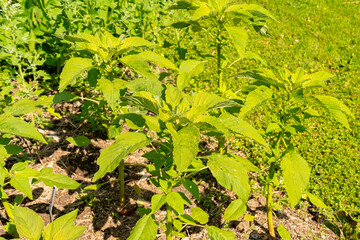 Tassel flower or Amaranthus Caudatus Kiwicha plant in Zurich in Switzerland 16.6.25