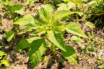 Tassel flower or Amaranthus Caudatus Kiwicha plant in Zurich in Switzerland 16.6.25