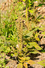 Blood amaranth or Amaranthus Cruentus plant in Zurich in Switzerland 16.6.25