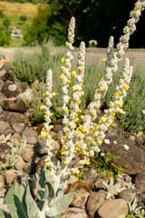White mullein or Verbascum Lychnitis plant in Zurich in Switzerland 16.6.25