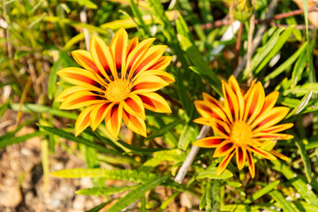 Treasure flower or Gazania Rigens plant in Zurich in Switzerland 16.6.25