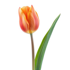 Single orange-red tulip with green leaf