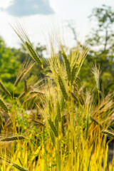 Emmer or Triticum Dicoccon plant in Zurich in Switzerland 16.6.25