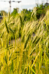 Emmer or Triticum Dicoccon plant in Zurich in Switzerland 16.6.25
