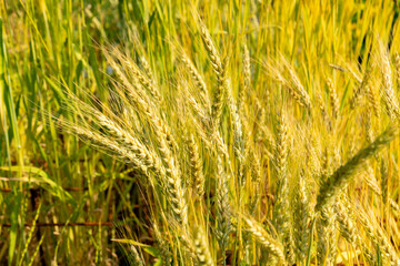 Red wild wheat or Triticum Urartu plant in Zurich in Switzerland 16.6.25