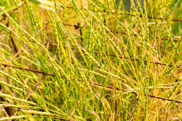 Aegilops Ventricosa plant in Zurich in Switzerland 16.6.25