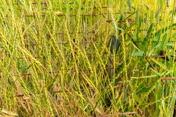 Aegilops Ventricosa plant in Zurich in Switzerland 16.6.25