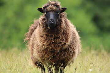 Close-Up of a Brown Sheep Standing in a Meadow on a Sunny Day