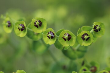 Closeup of Unique Green Flowers with Black Centers in Natural Setting