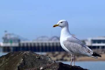Seagull Perched on Rocks with Blurry Pier in Background