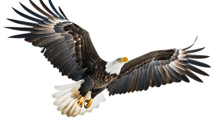 Fototapeta premium A majestic bald eagle soaring with wings spread wide against a solid color isolated space isolated with white background