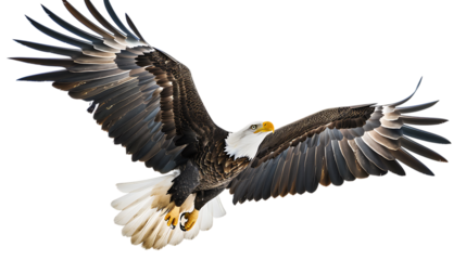 A majestic bald eagle soaring with wings spread wide against a solid color isolated space isolated with white background