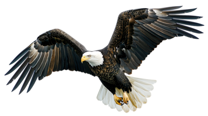 A majestic bald eagle soaring through the air with its wings fully extended in a powerful display of flight isolated with white background