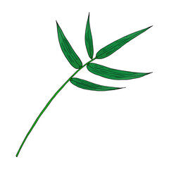 Tropical green bamboo leaf in doodle style. Hand drawn by inks vector isolated element for design.