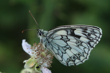Close-Up of Black and White Butterfly Resting on a Delicate Flower