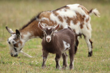 Young Goat Grazing in a Meadow During a Sunny Day