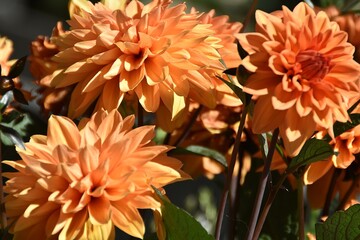 Orange dahlia flowers are blooming outdoor in sunny summer day.