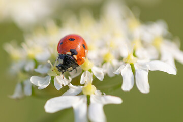 Ladybug walking on white flower in green meadow