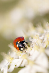 Ladybug walking on white flower in green meadow