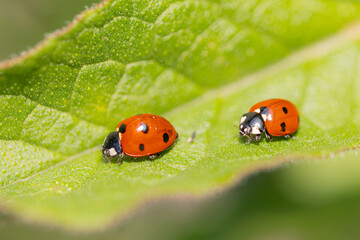 Two ladybugs walking on green leaf in summer sunlight