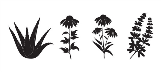 Healing and medicinal herbs, a series of botanical vector silhouettes
