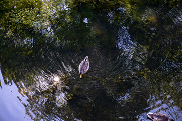reflection in the water