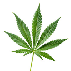 Green cannabis leaf on black isolated on a transparent background marijuana plant