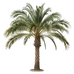 Obraz premium Tall palm tree with green fronds isolated on a transparent background tropical foliage