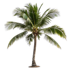 Tall palm tree with green fronds isolated on a transparent background tropical trunk
