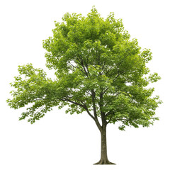 Full tree with fresh green leaves in summer isolated PNG with Transparent Background