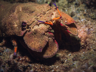 Clamkiller slipper lobster / Scyllarides tridacnophaga  in the reef off the coast of Bandar Khayran