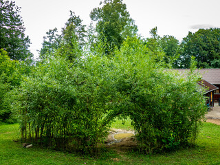 Stitzkreis bauen mit Weide im Waldkindergarten