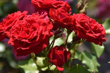 Elegant red roses are blossoming outdoor in sunny summer day.