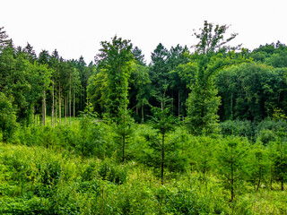 Fototapeta premium Wiederaufforstung im Mischwald im Sommer