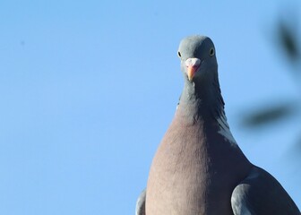 close up of a pigeon