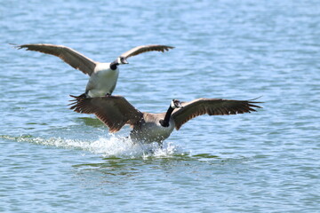 Two Geese Landing Gracefully on a Shimmering Lake Surface