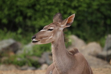 Fototapeta premium Close-Up of a Graceful Antelope with Lush Green Background