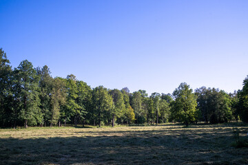 landscape with trees and sky