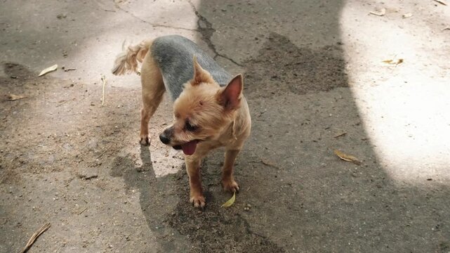 Yorkshire Terrier with short haircut standing alert on a sunlit patch of city pavement, showing attentive body posture and cropped fur