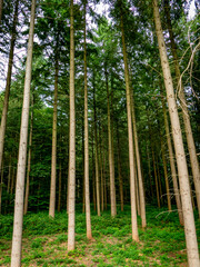 Fichten im Mischwald