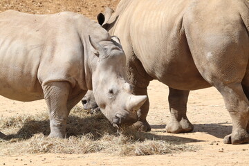 Obraz premium Two Rhinos Grazing Together in a Dry Natural Habitat