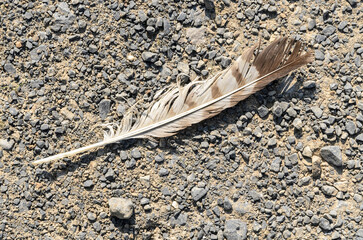 Feather of a bird on the ground