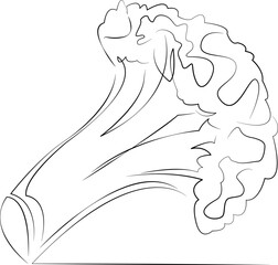 One continuous line drawing on white isolated background. Minimalism linear illustration. vegetable, broccoli, food, ingredient, freshness, organic, nourishment, vegetarian, white