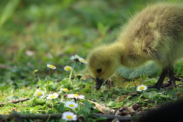 Adorable Fluffy Gosling Standing on Grass In Natural Sunlight Outdoors