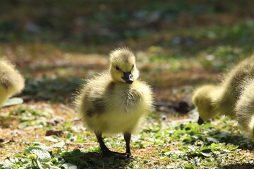 Adorable Fluffy Gosling Standing on Grass In Natural Sunlight Outdoors