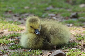 Fluffy Yellow Gosling Resting on Grass on a Sunny Day