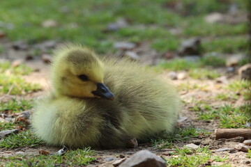 Fluffy Yellow Gosling Resting on Grass on a Sunny Day