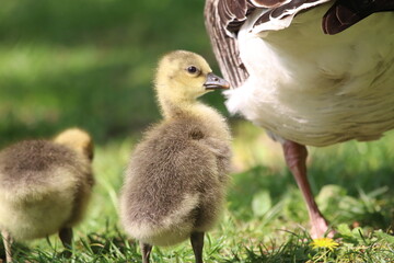Adorable Goslings Exploring Nature in a Serene Outdoor Setting